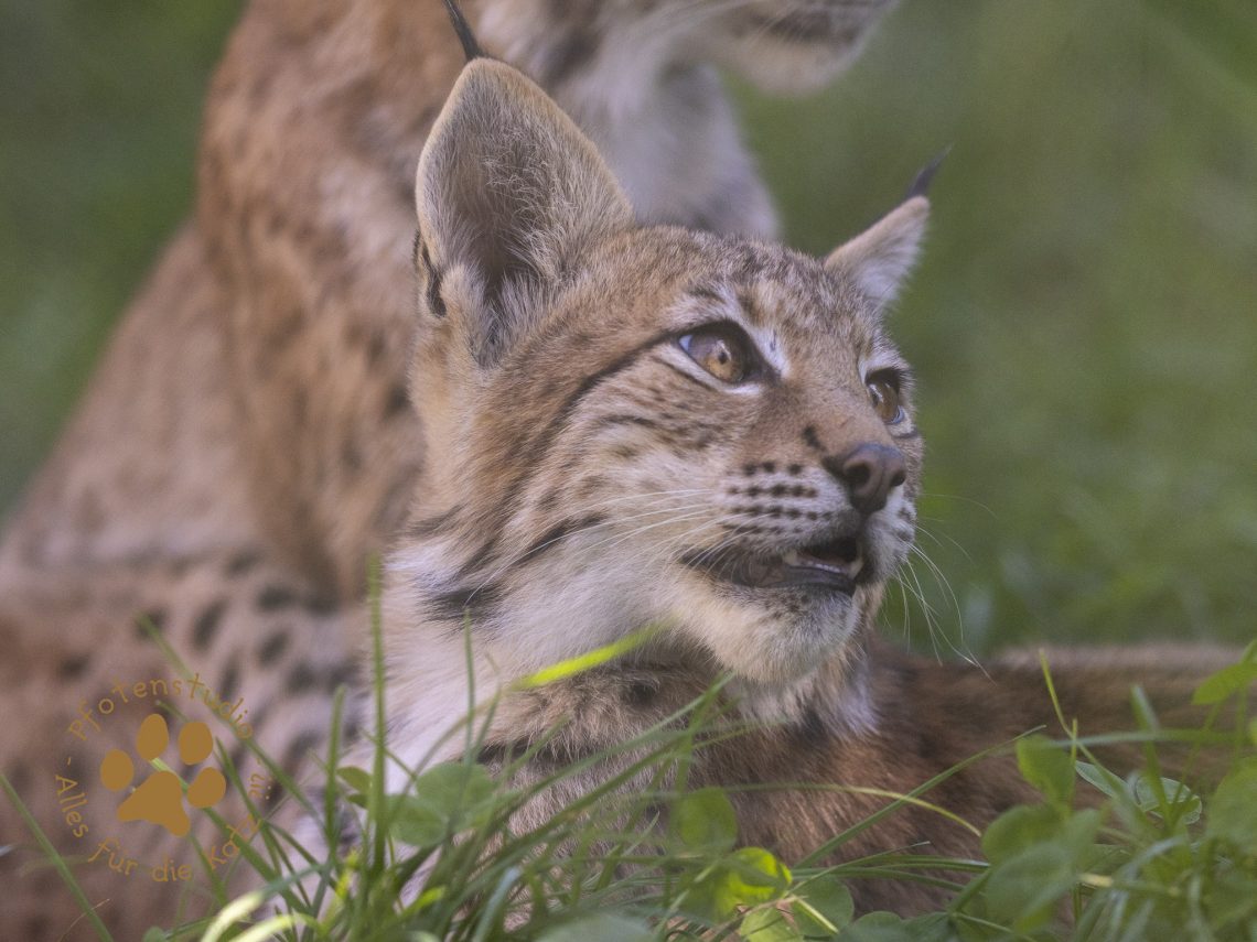 Europ_ischer_Luchs_9040312