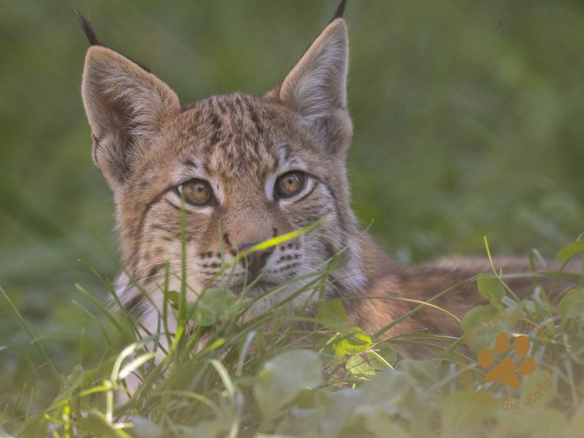 Europ_ischer_Luchs_9040318
