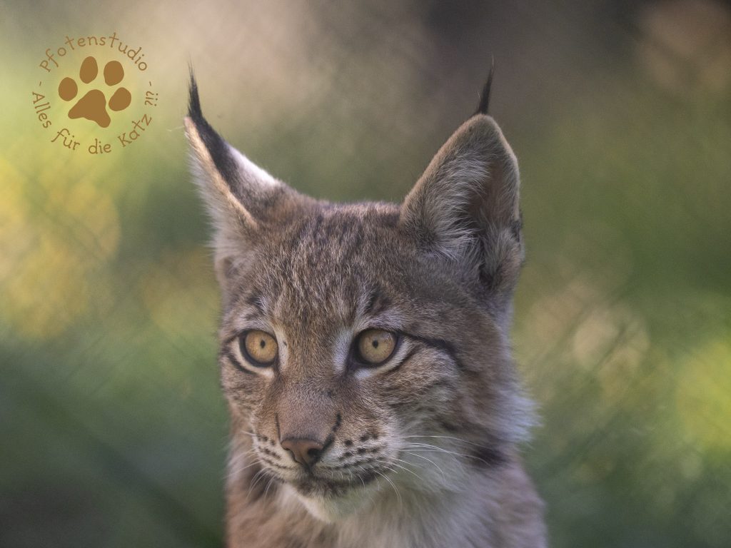 Europ_ischer_Luchs_9040347