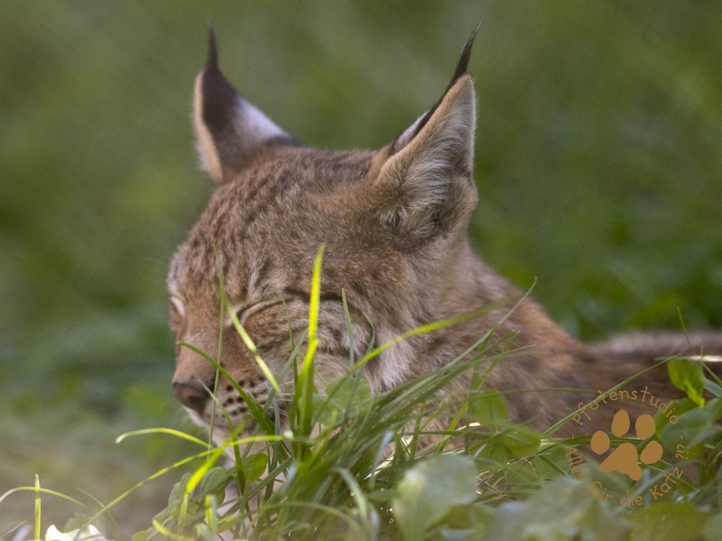 Europ_ischer_Luchs_9040368
