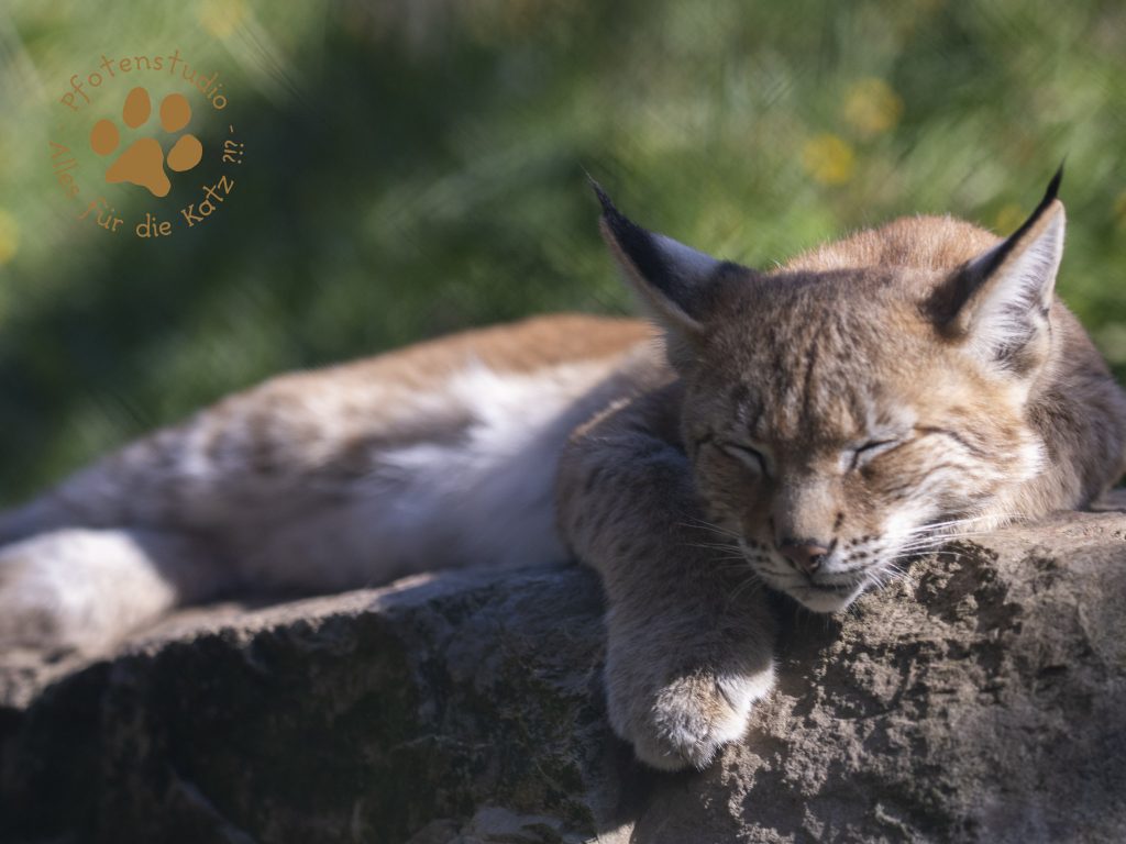 Europ_ischer_Luchs_9040371