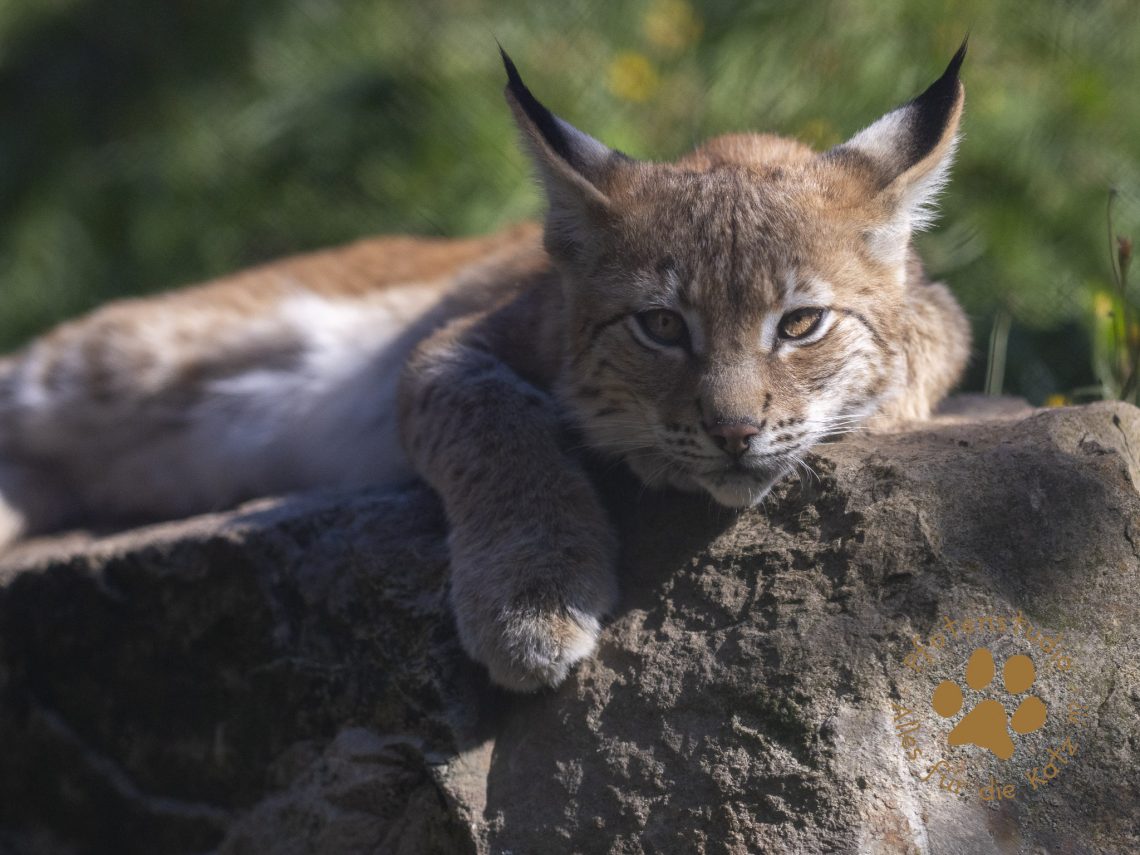 Europ_ischer_Luchs_9040380