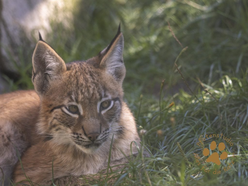 Europ_ischer_Luchs_9040386