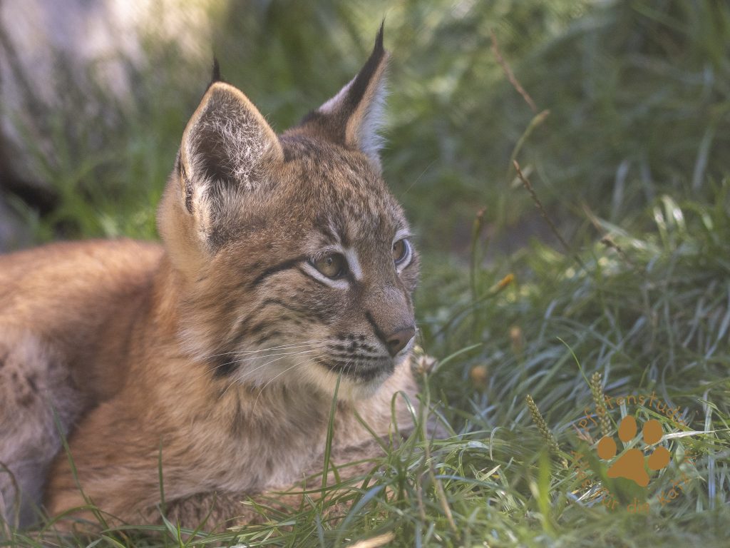 Europ_ischer_Luchs_9040387
