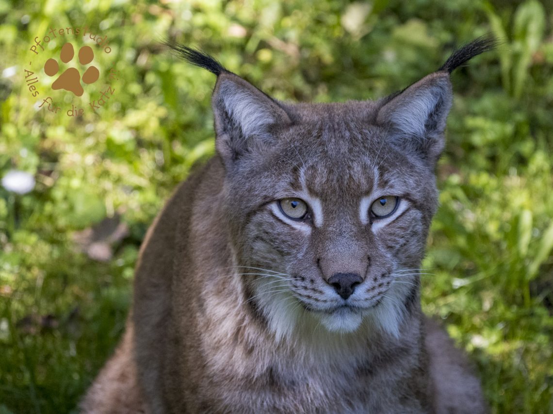 Europ_ischer_Luchs_9050035