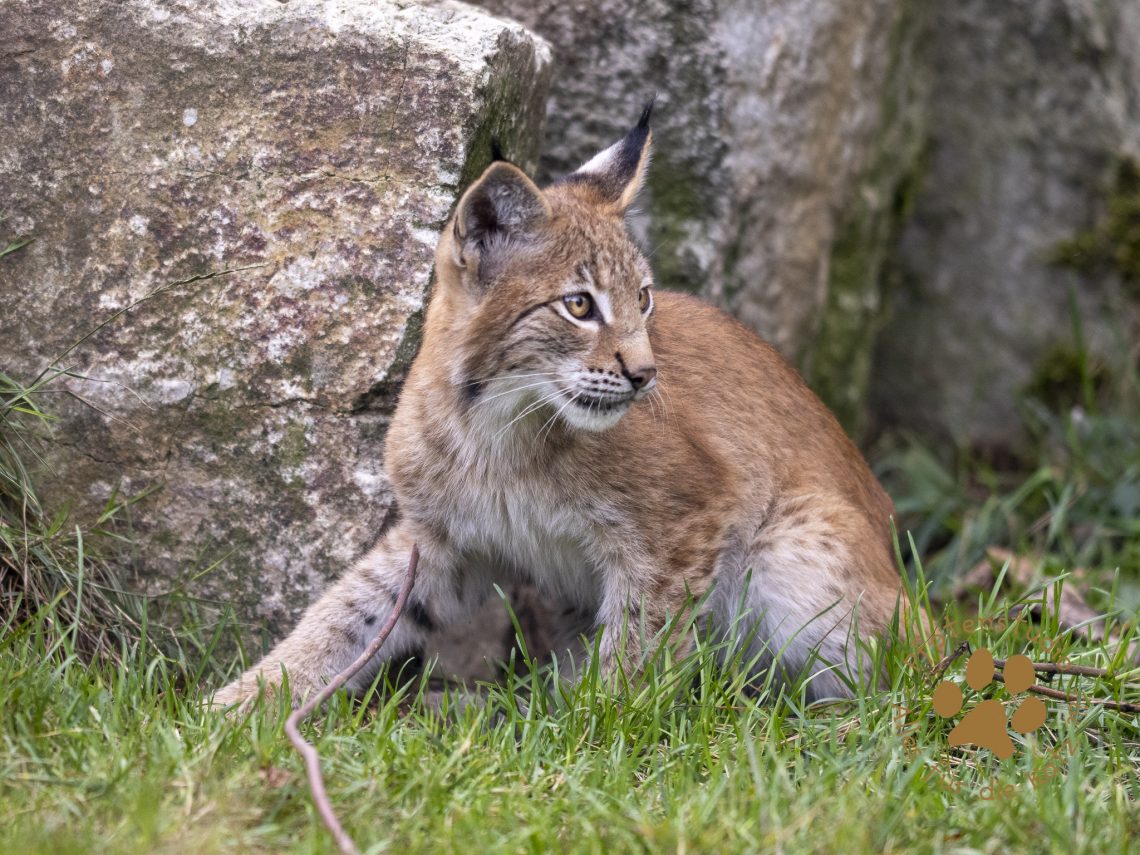 Europ_ischer_Luchs_9150136-2
