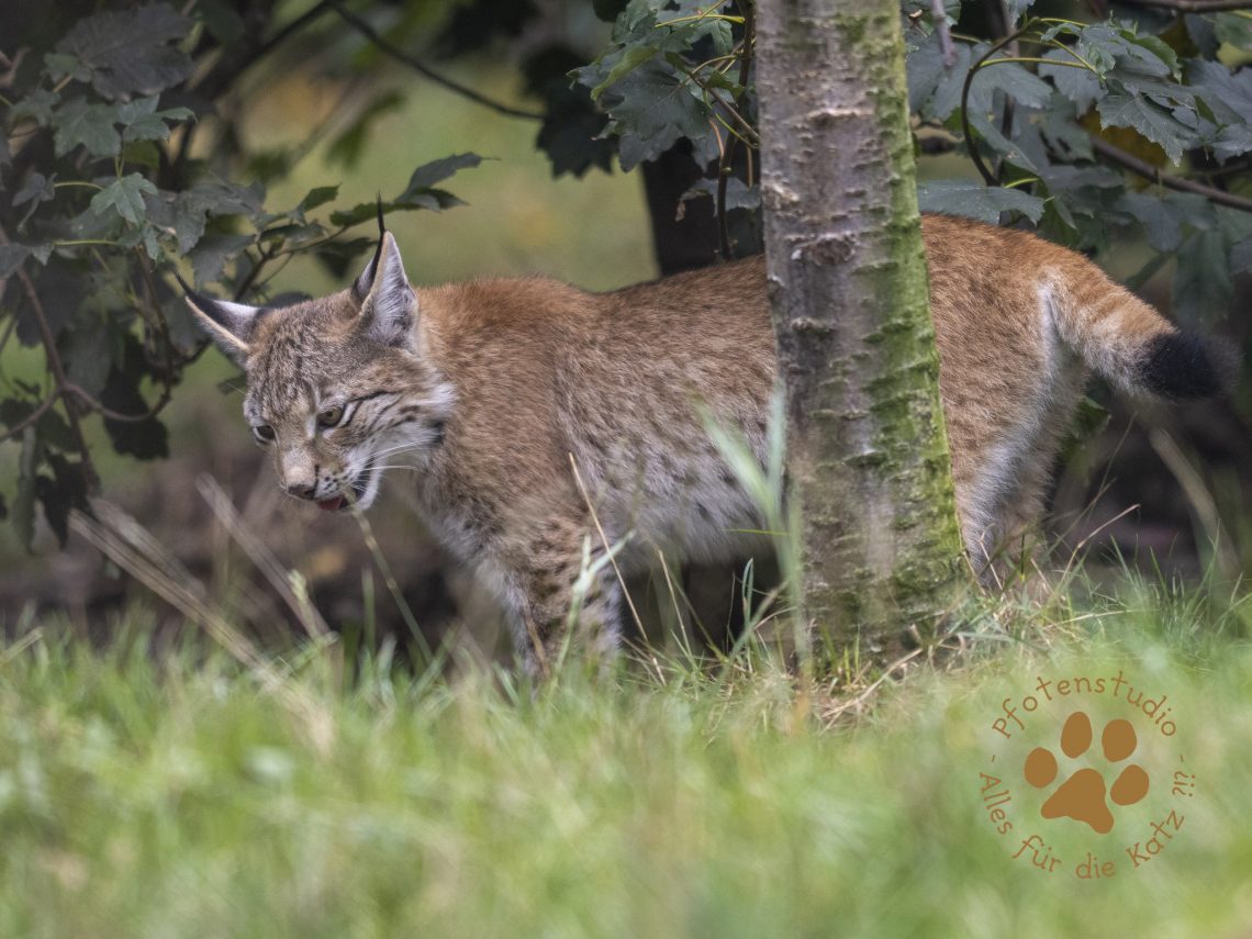 Europ_ischer_Luchs_9150201-2