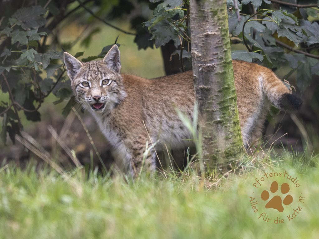 Europ_ischer_Luchs_9150202-2