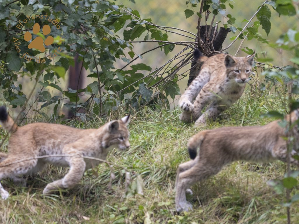 Europ_ischer_Luchs_9150222-2