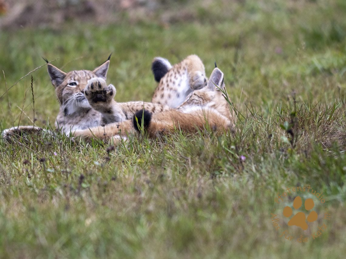Europ_ischer_Luchs_9150225-2