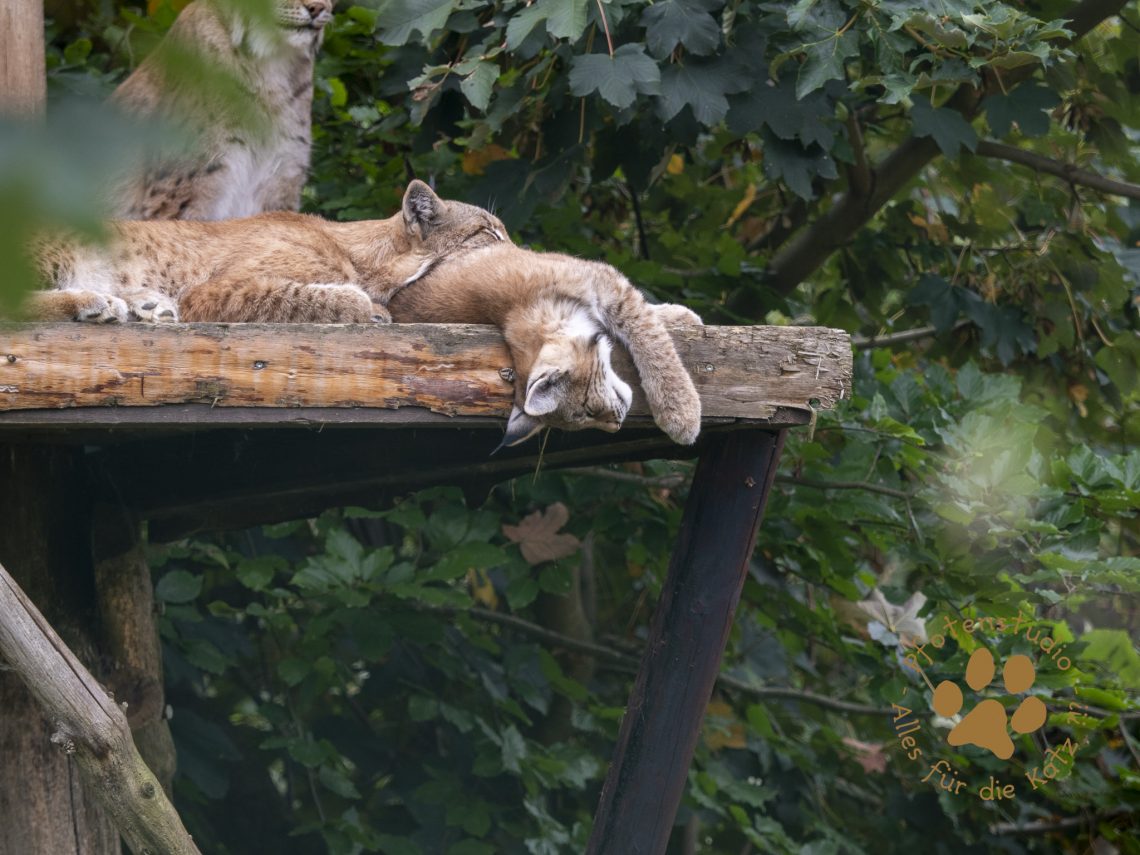 Europ_ischer_Luchs_9150229