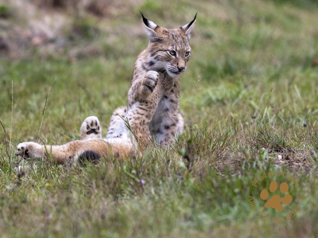Europ_ischer_Luchs_9150233-2
