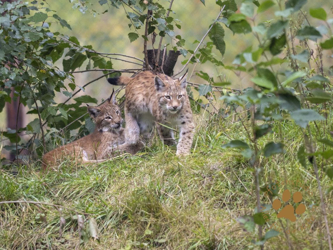 Europ_ischer_Luchs_9150248-2