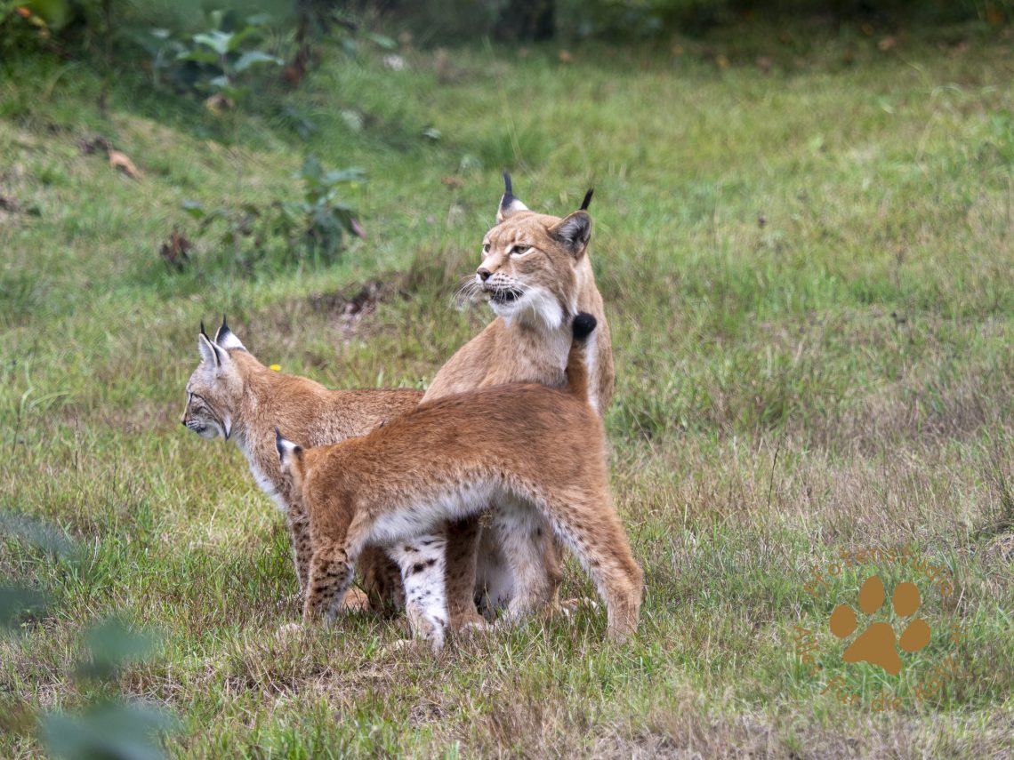Europ_ischer_Luchs_9150331