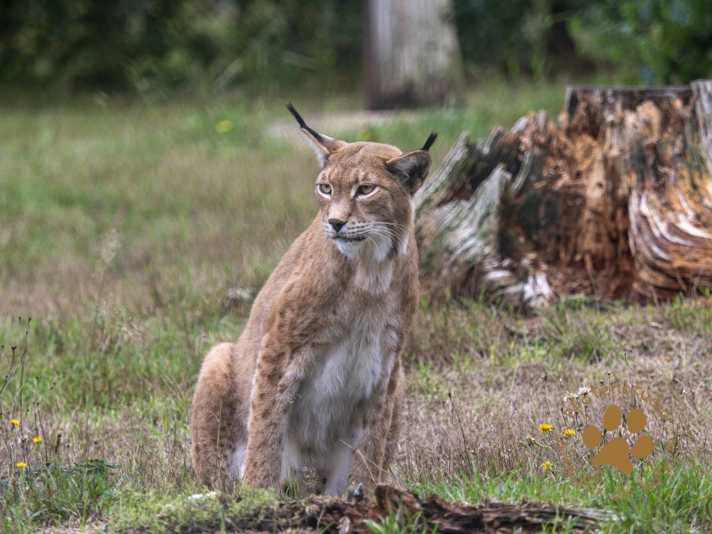 Europ_ischer_Luchs_9150344