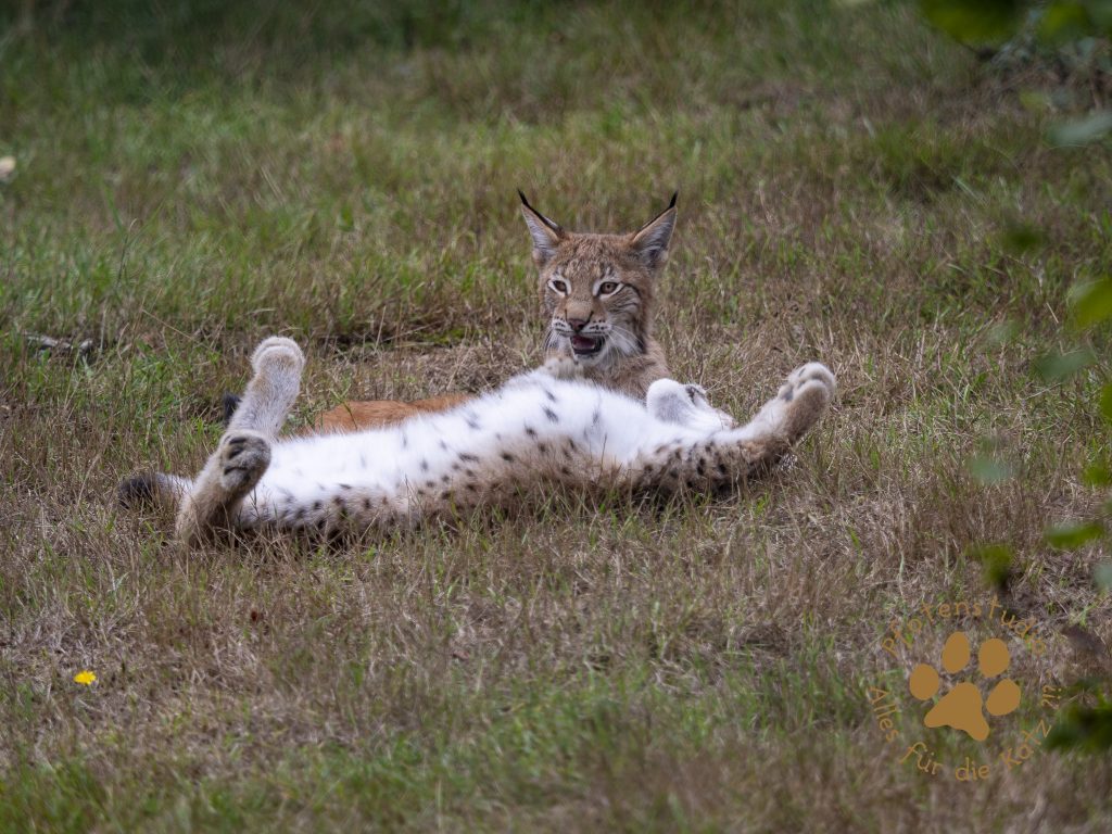 Europ_ischer_Luchs_9150411