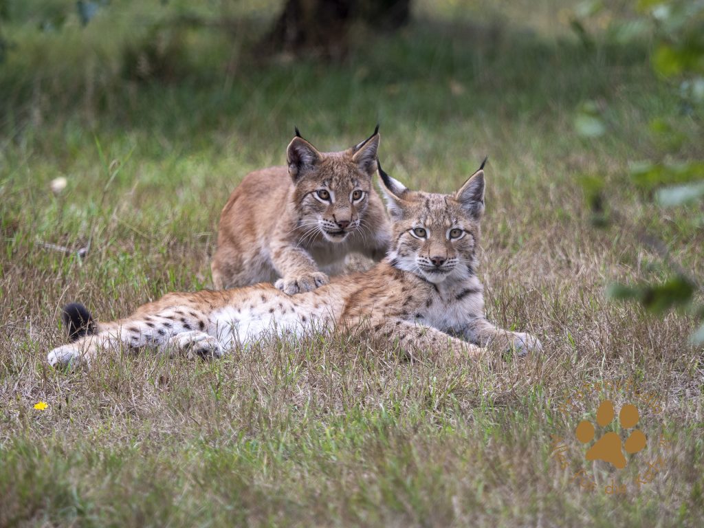 Europ_ischer_Luchs_9150419