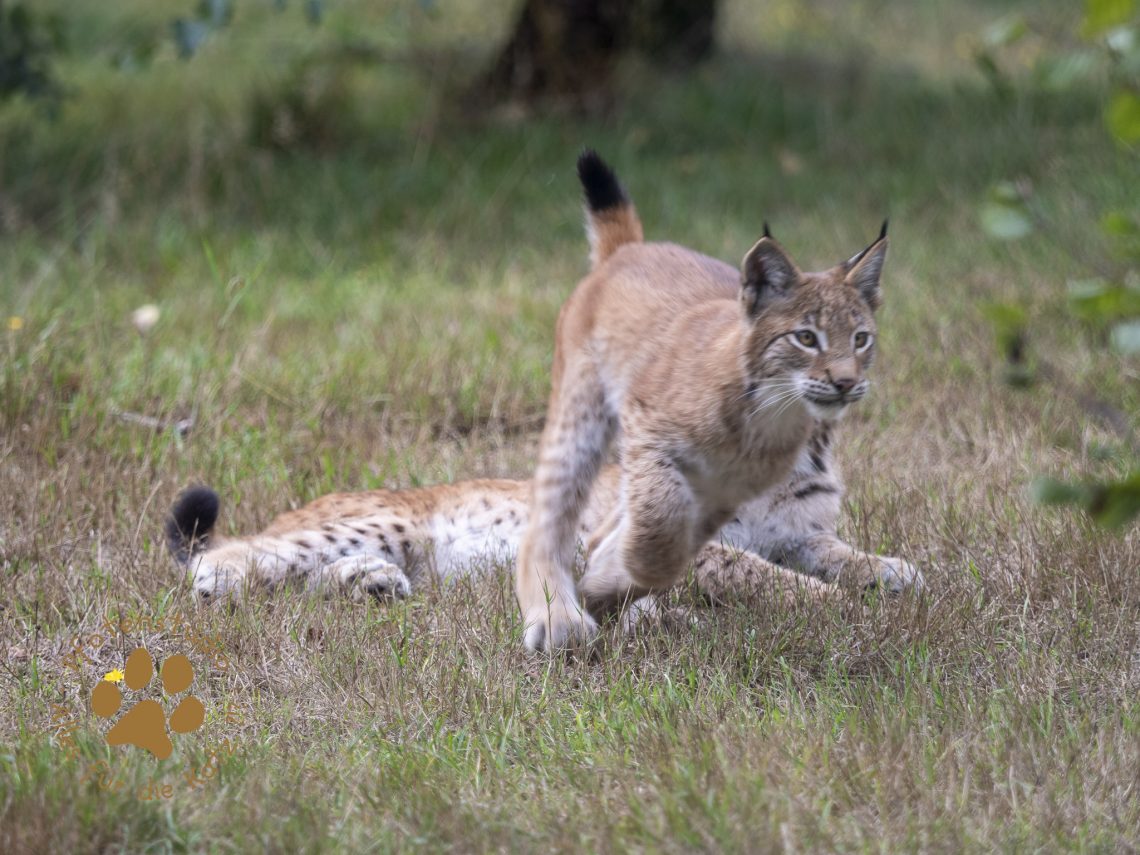 Europ_ischer_Luchs_9150420
