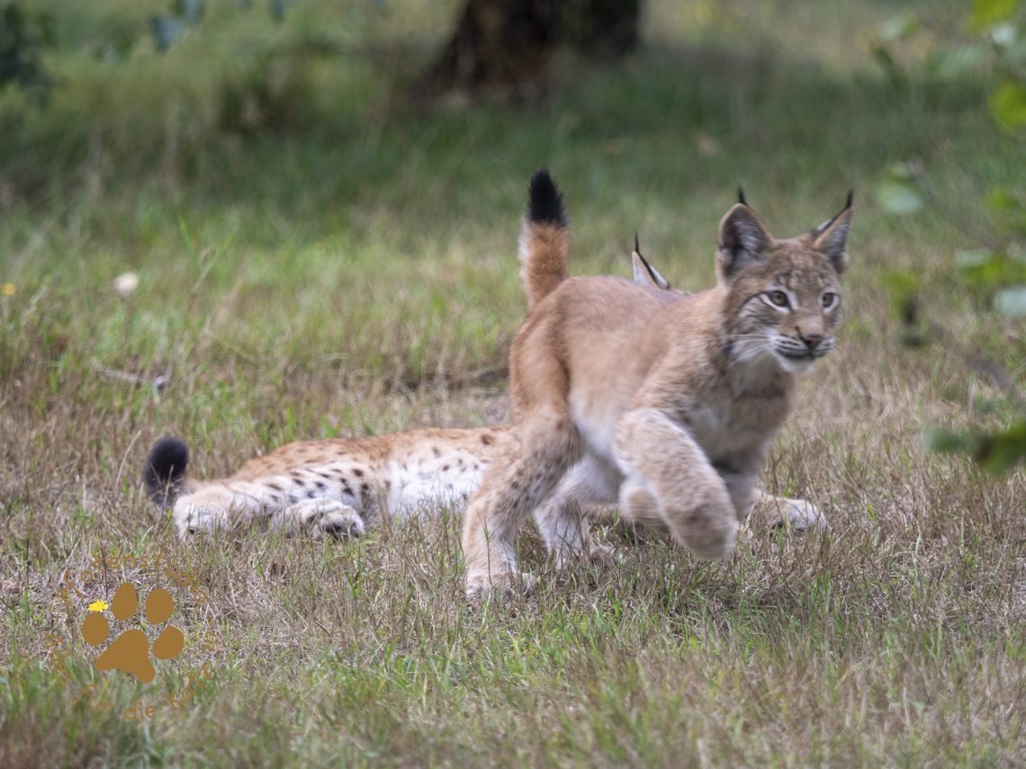 Europ_ischer_Luchs_9150421