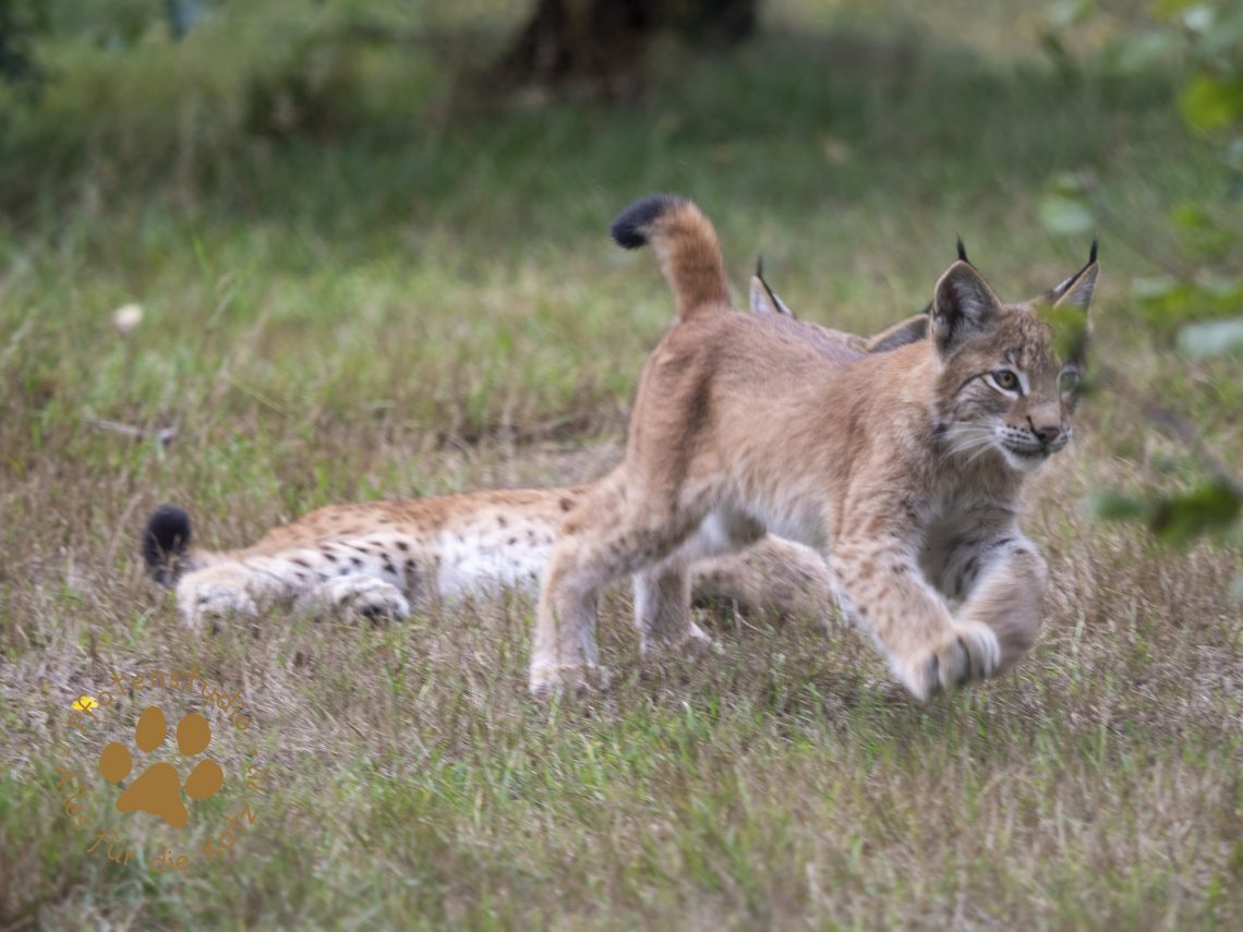 Europ_ischer_Luchs_9150422
