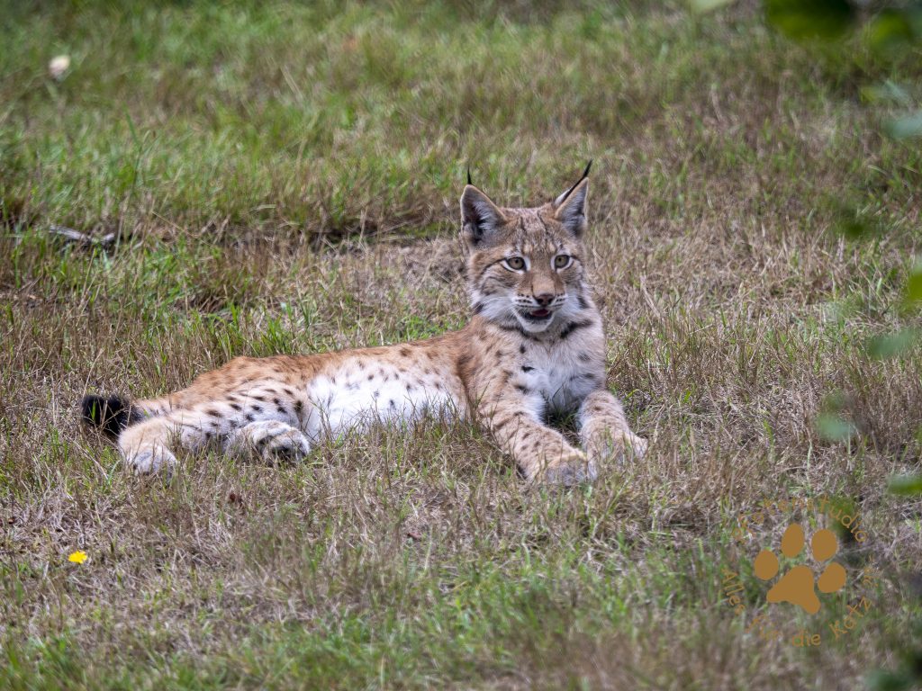 Europ_ischer_Luchs_9150426