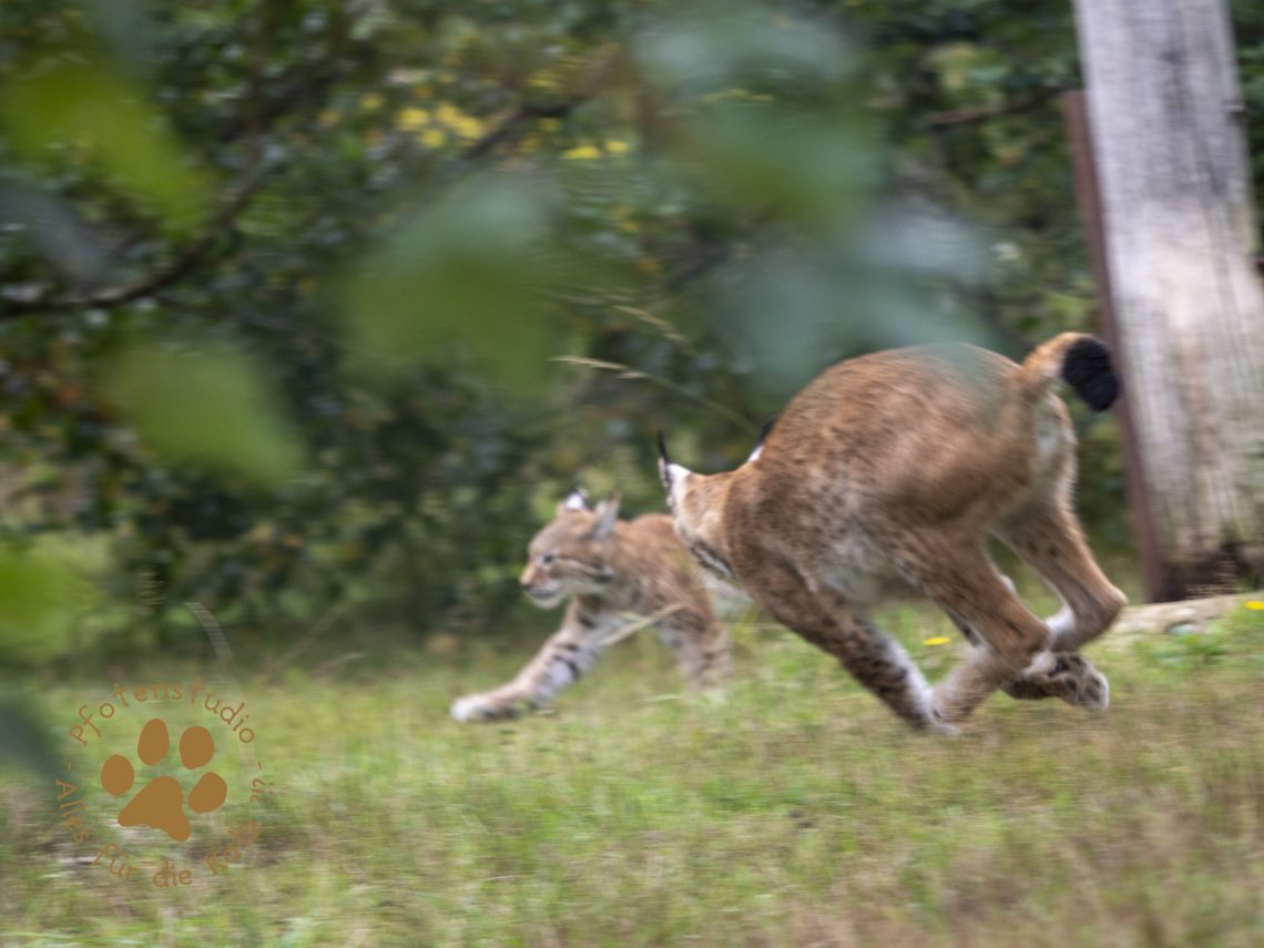 Europ_ischer_Luchs_9150477
