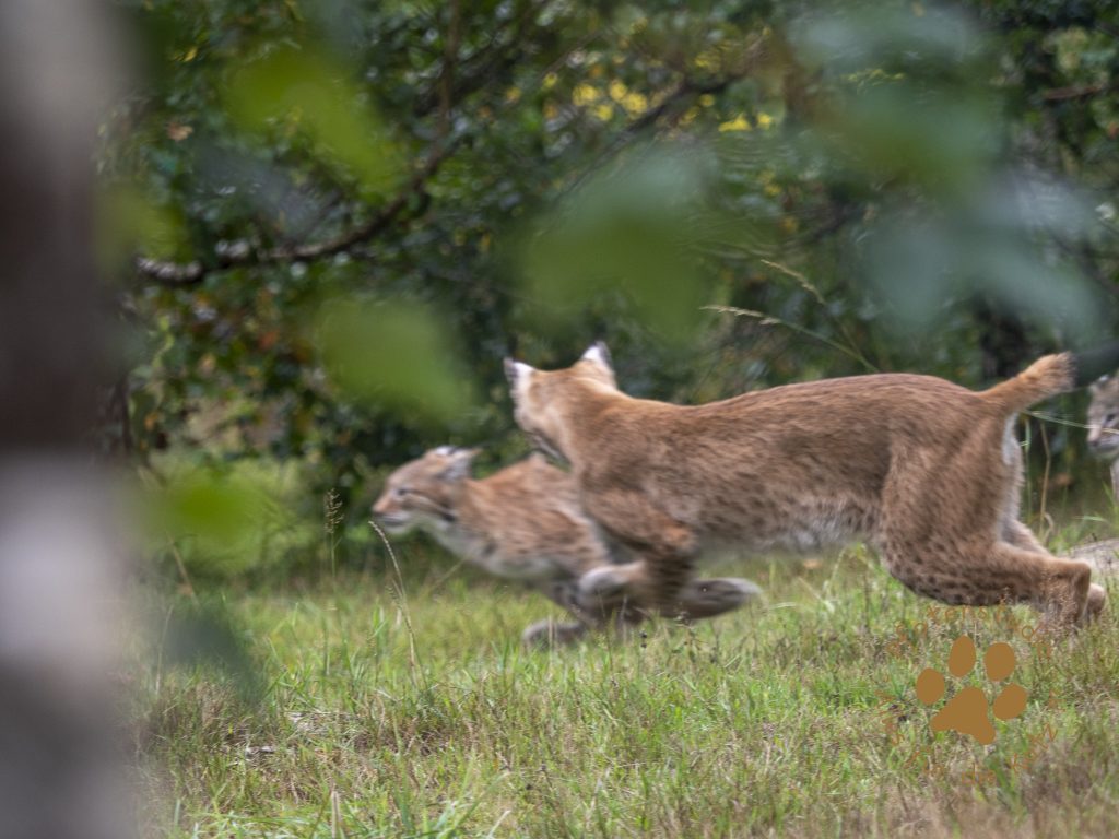 Europ_ischer_Luchs_9150479
