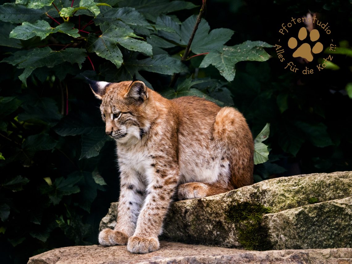 Europ_ischer_Luchs_9160362