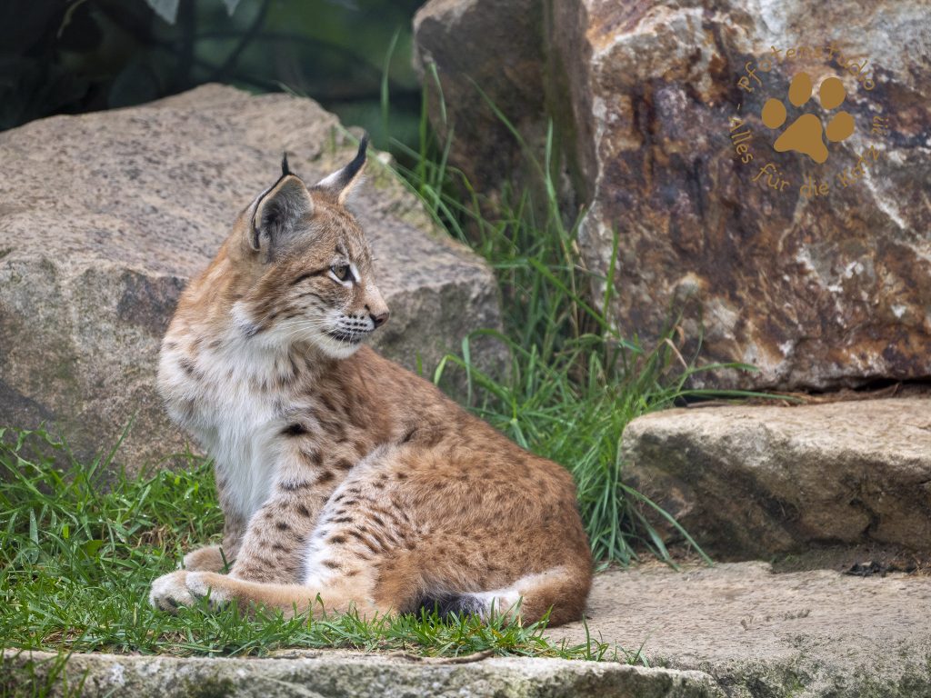 Europ_ischer_Luchs_9160364