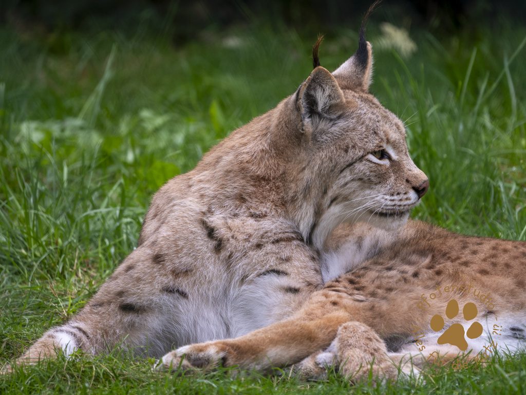 Europ_ischer_Luchs_9160463