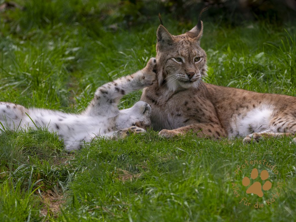 Europ_ischer_Luchs_9160520