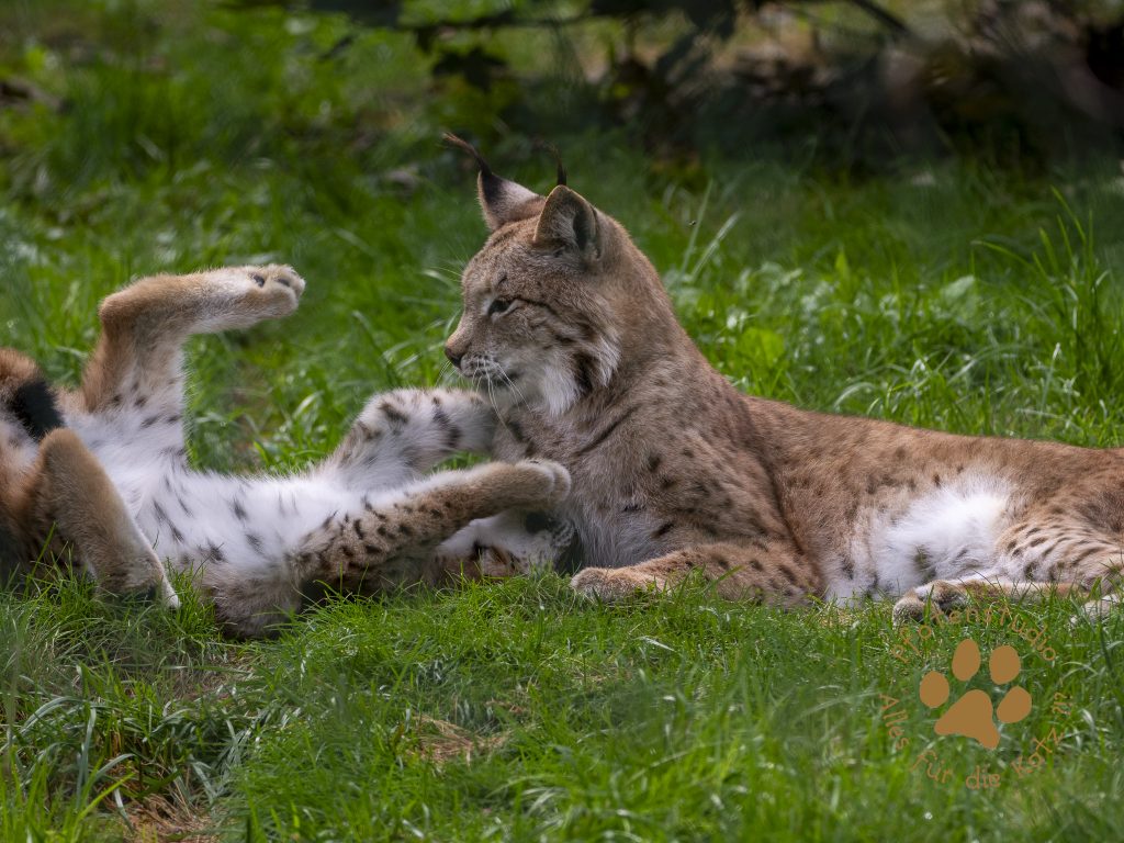 Europ_ischer_Luchs_9160525