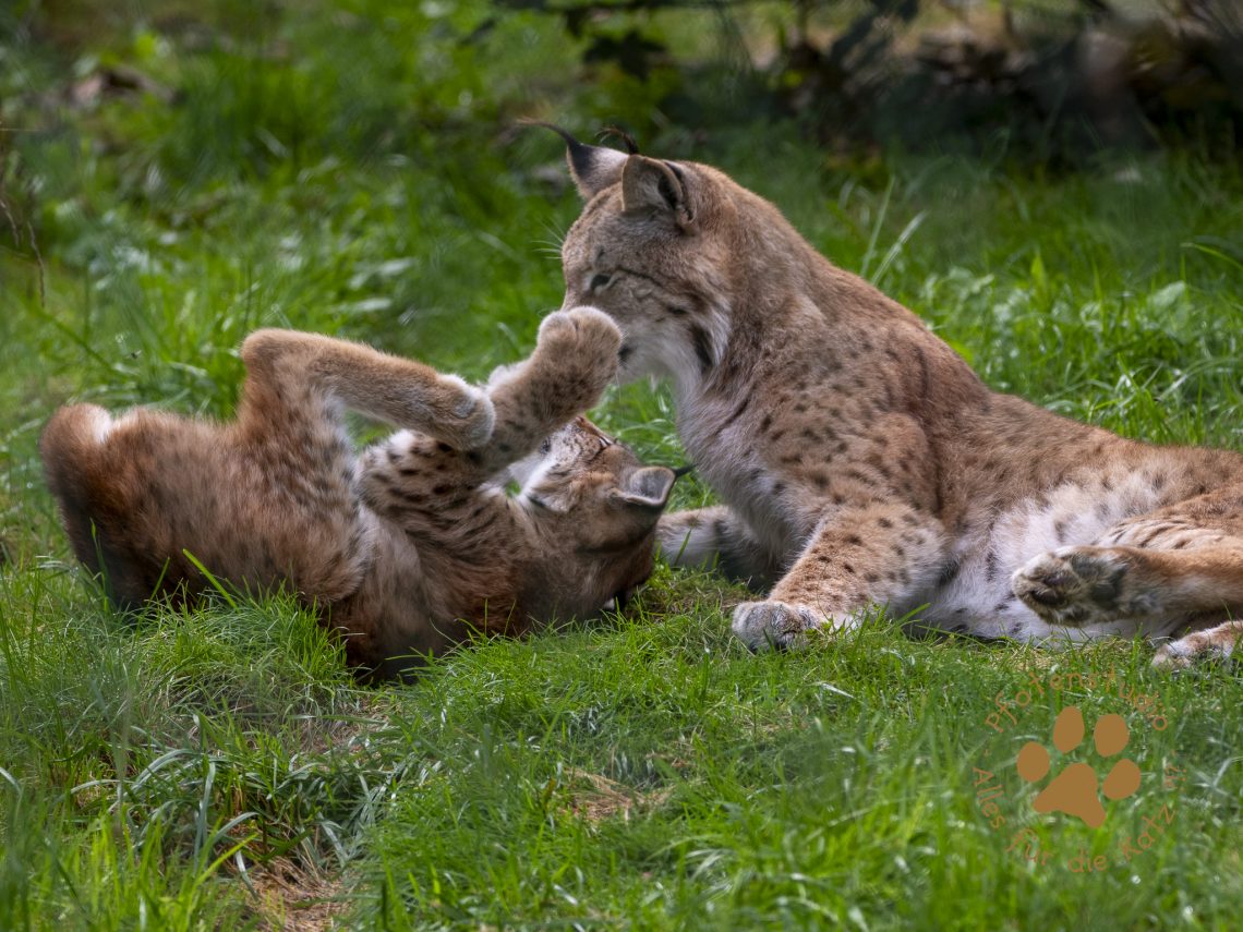 Europ_ischer_Luchs_9160531