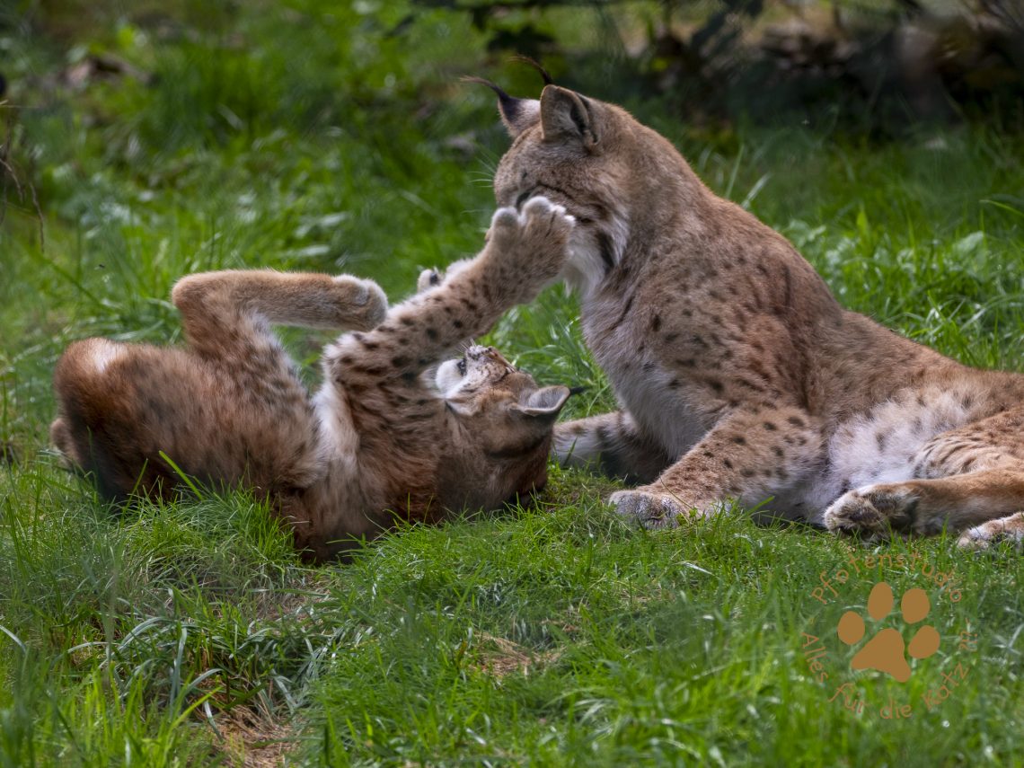 Europ_ischer_Luchs_9160532