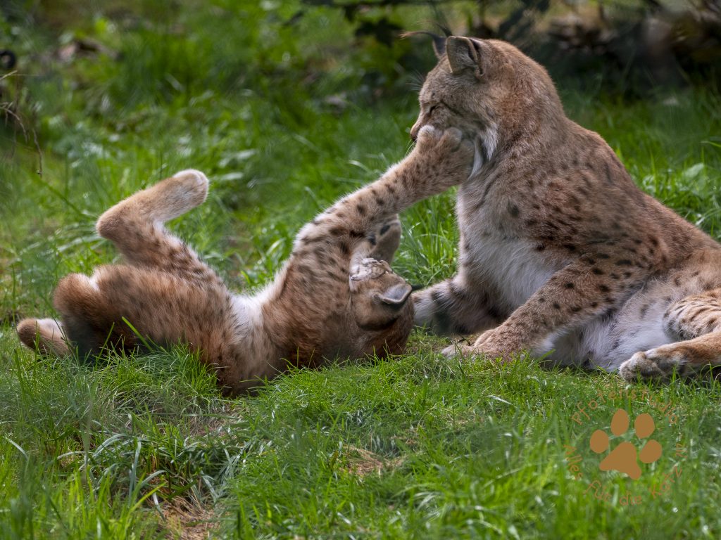 Europ_ischer_Luchs_9160534
