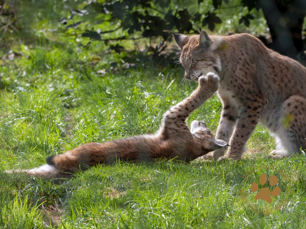 Europ_ischer_Luchs_9160581
