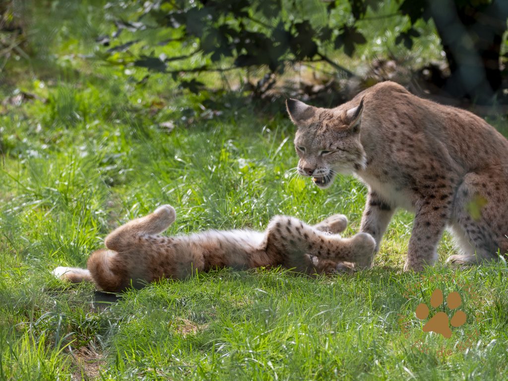 Europ_ischer_Luchs_9160597