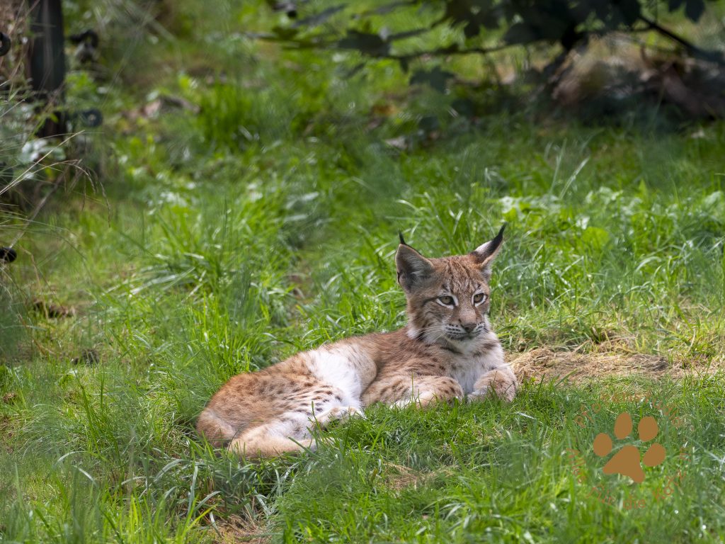 Europ_ischer_Luchs_9160641