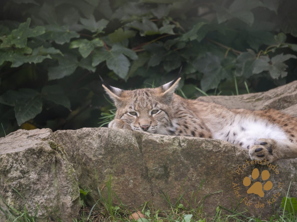 Europ_ischer_Luchs_9161470