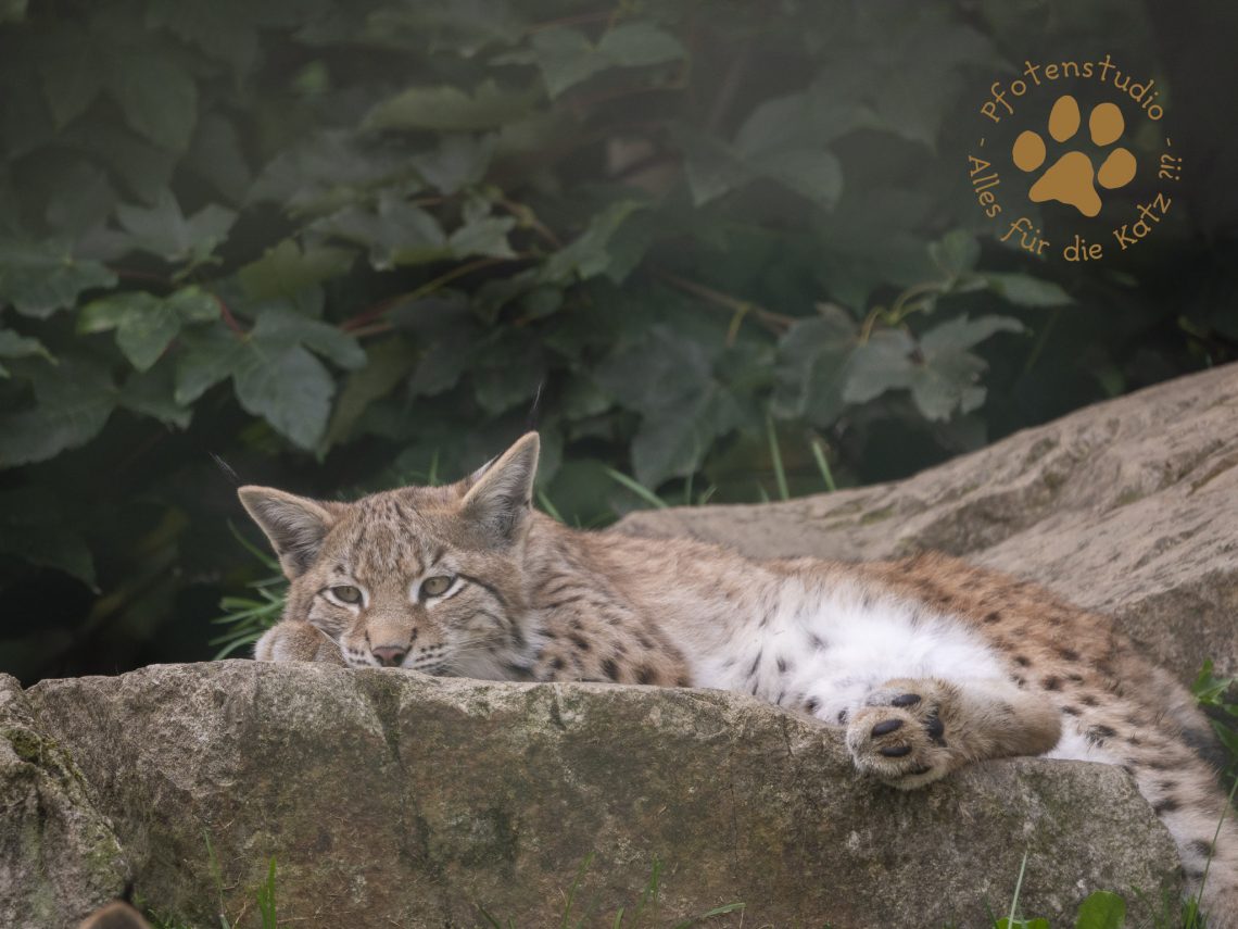 Europ_ischer_Luchs_9161475