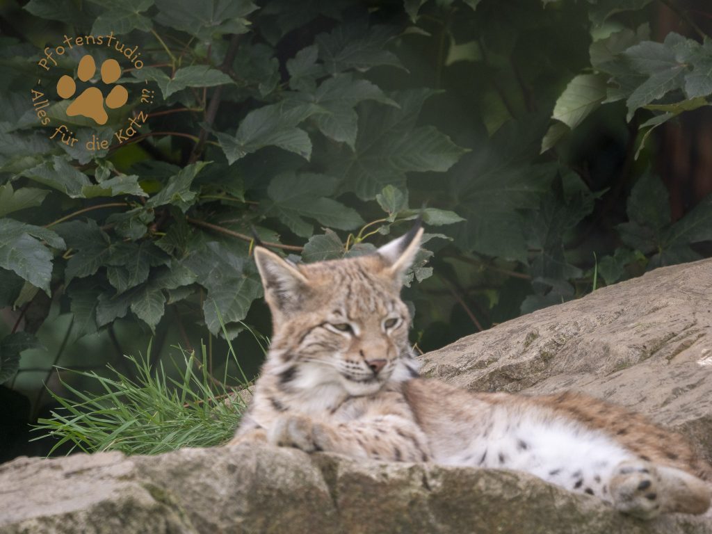 Europ_ischer_Luchs_9161479