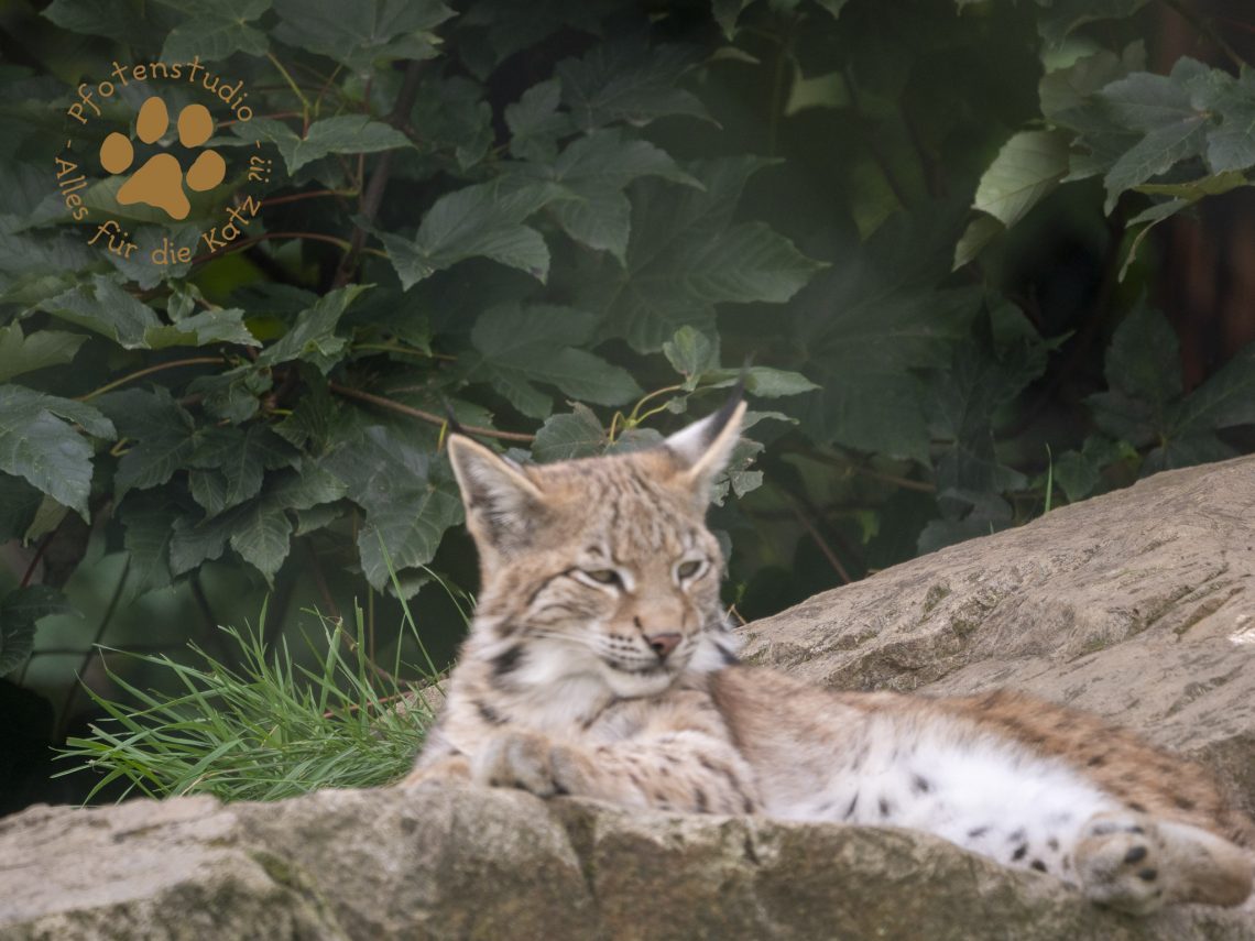 Europ_ischer_Luchs_9161479