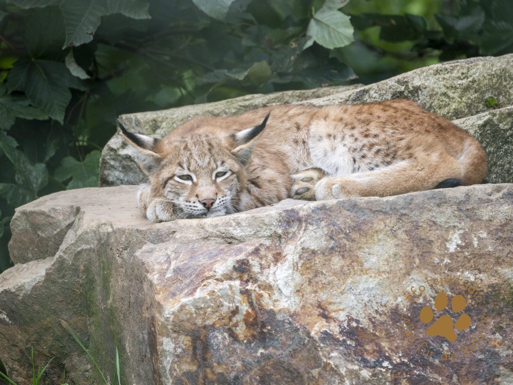 Europ_ischer_Luchs_9161490