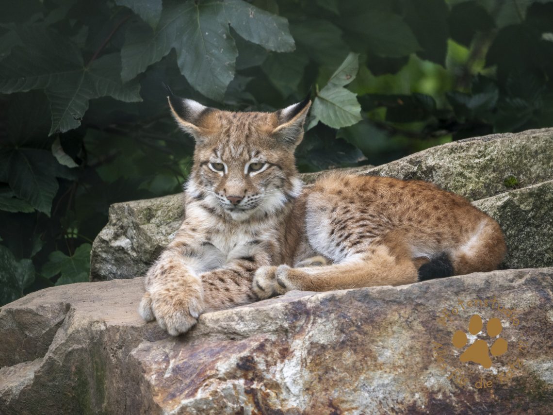 Europ_ischer_Luchs_9161495