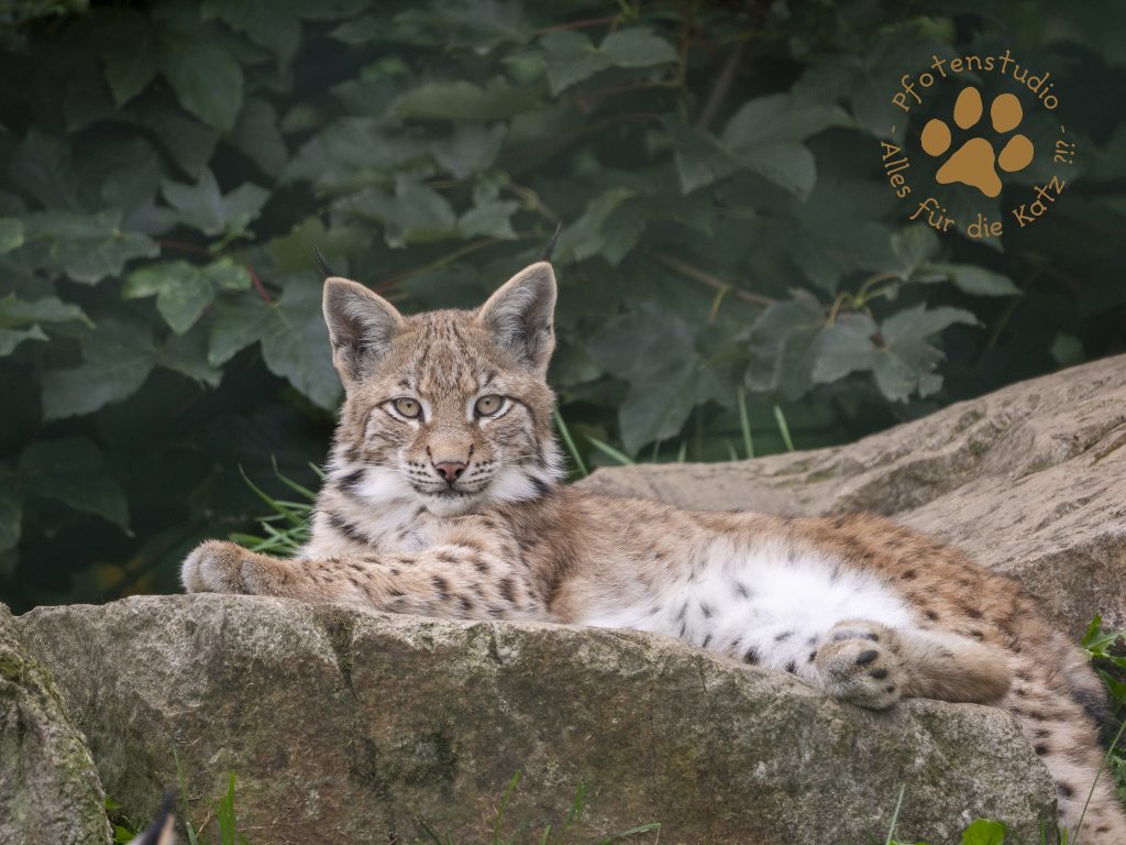 Europ_ischer_Luchs_9161519