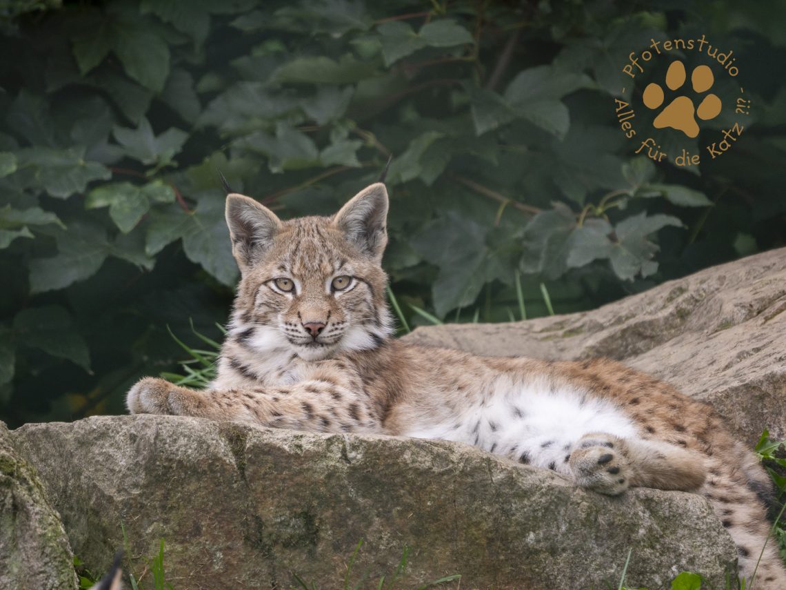 Europ_ischer_Luchs_9161519