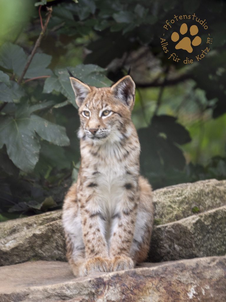 Europ_ischer_Luchs_9161525