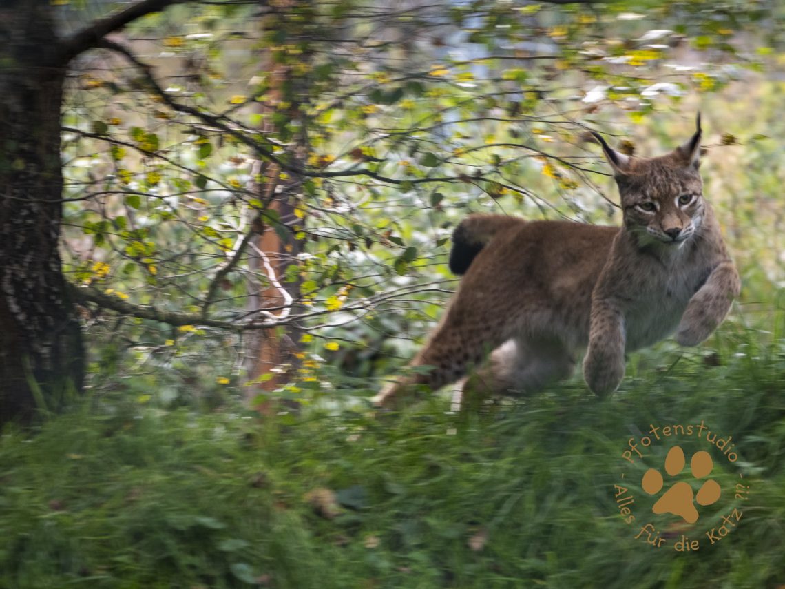 Europ_ischer_Luchs_9161580