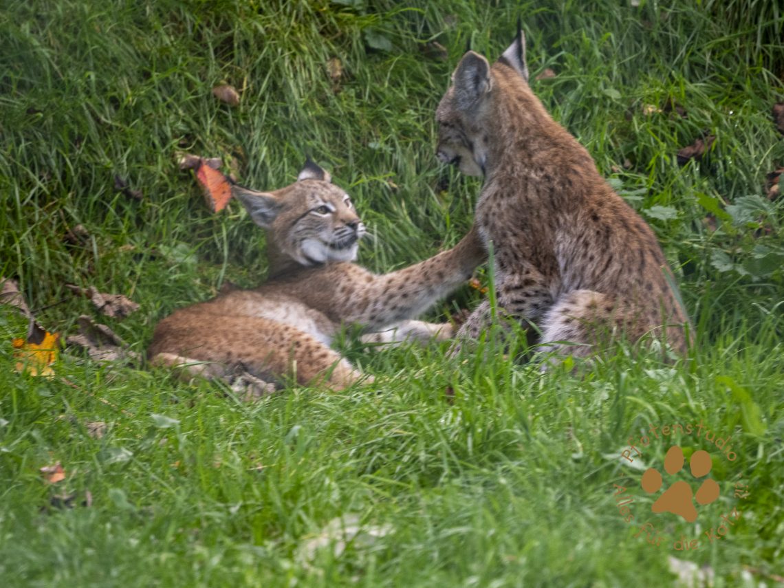 Europ_ischer_Luchs_9161612
