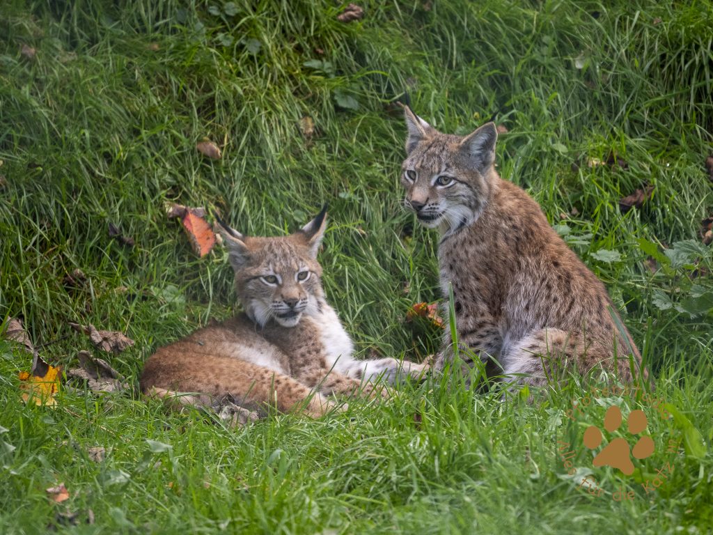 Europ_ischer_Luchs_9161614
